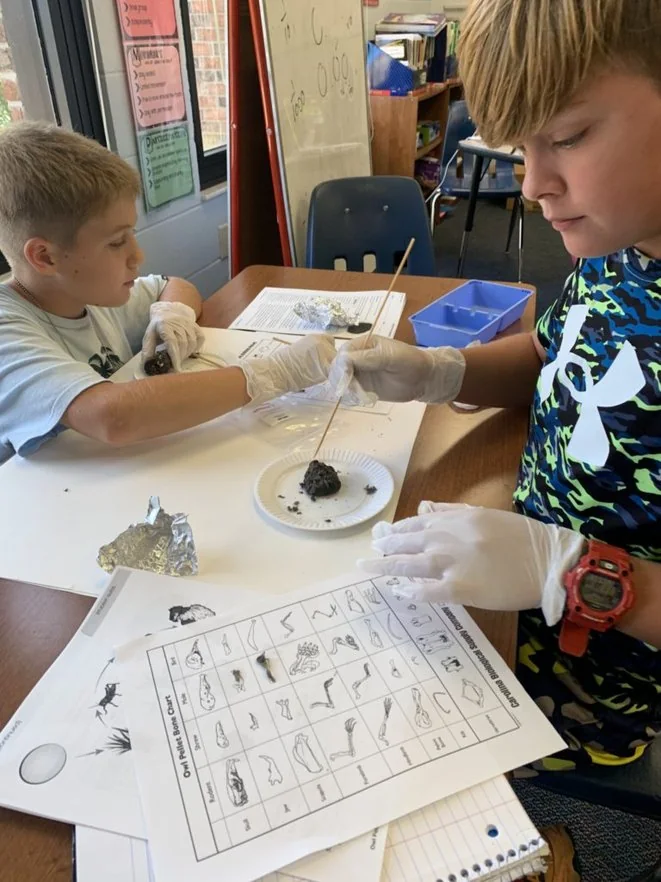 Students dissecting owl pellets using a bone-identification chart