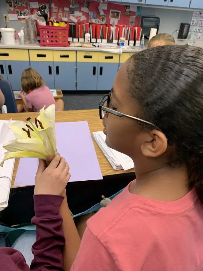 A student closely examining the parts of a lily flower during a science lesson